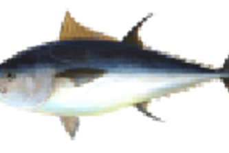 Tuna_Melt