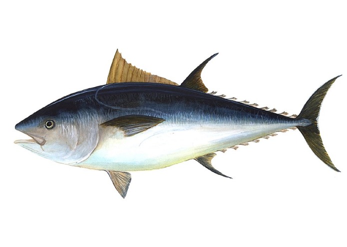 Tuna_Melt – screenshot 3