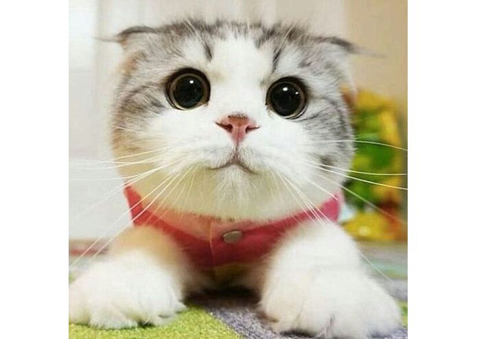 Cat – screenshot 1
