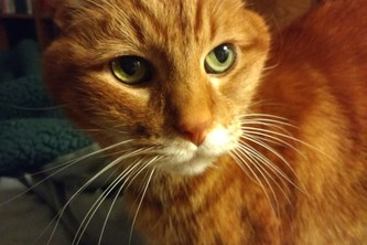 Pet or Car?