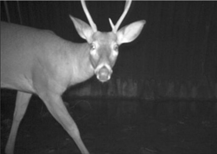 RoadRash – screenshot 8