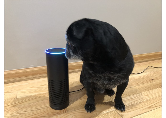 PugChat Alexa Skill – screenshot 1
