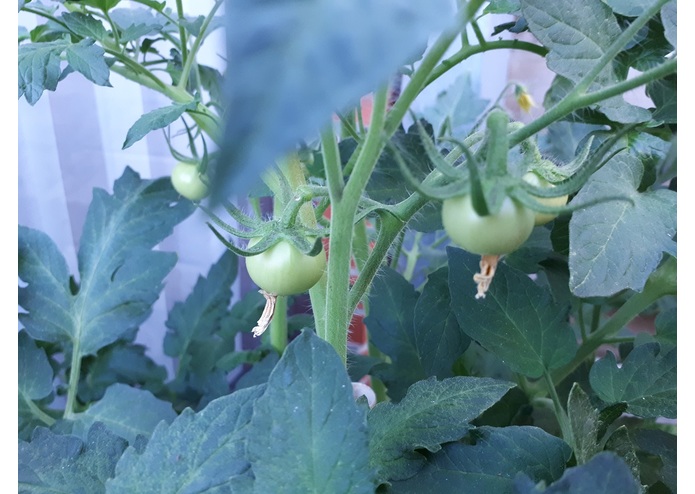 Augmented Reality Gardener – screenshot 6