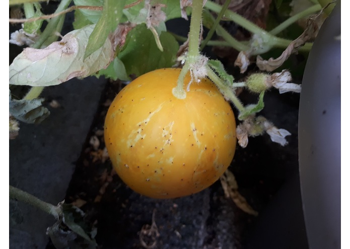 Augmented Reality Gardener – screenshot 25