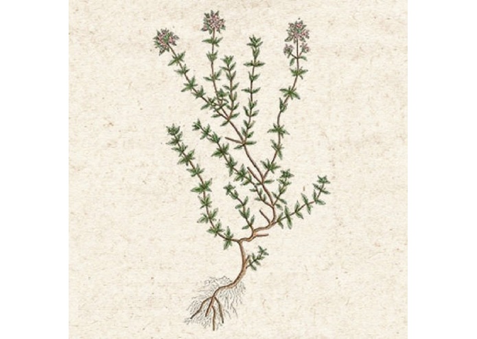 Lavender Essential Oil – screenshot 1