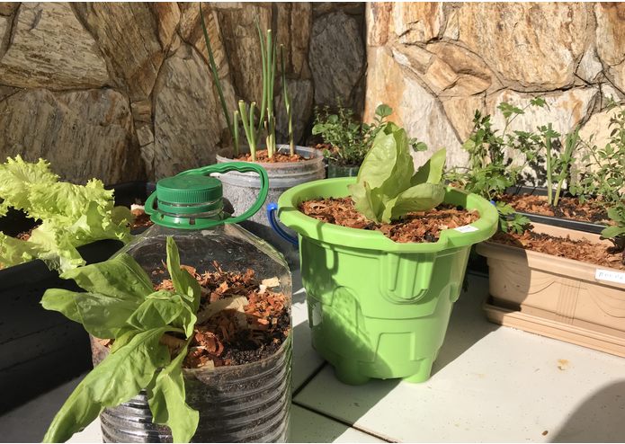 Plantae – screenshot 1