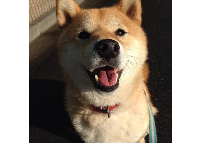 Shiba-Sensei – screenshot 1