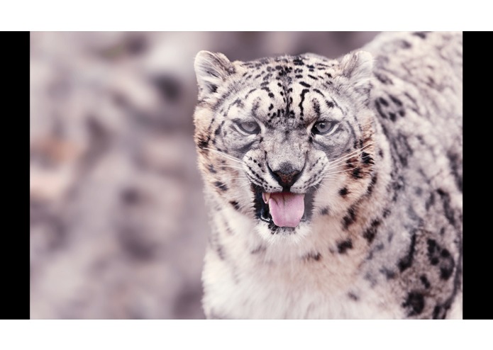 Animal Faces – screenshot 2