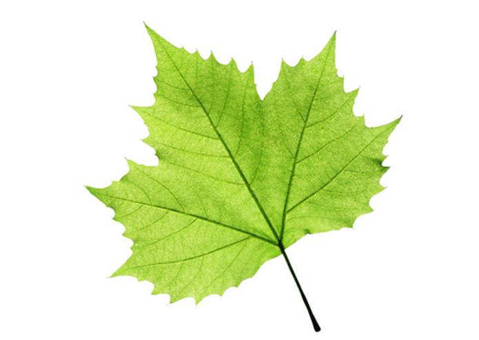 Desmos Art – screenshot 3