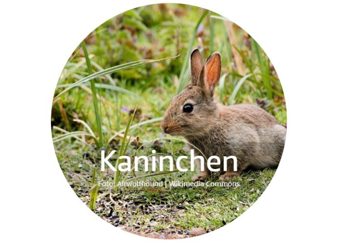 Tiere im Wald – screenshot 1