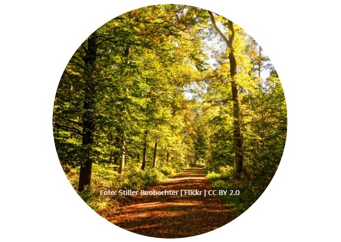 Tiere im Wald – screenshot 2