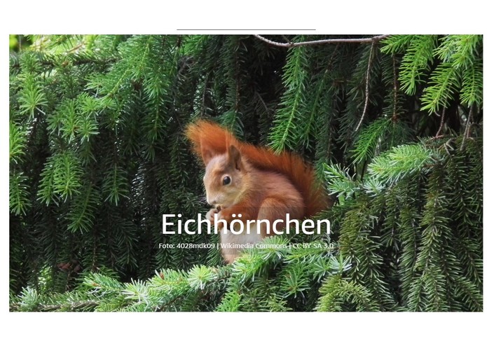 Tiere im Wald – screenshot 3