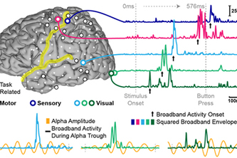 A muse in our heads: Brain waves and direct stimulus