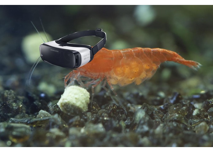 SHRIMP IN VR! – screenshot 1