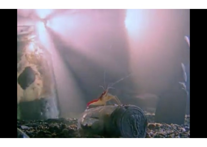 ocean_shrimp – screenshot 1