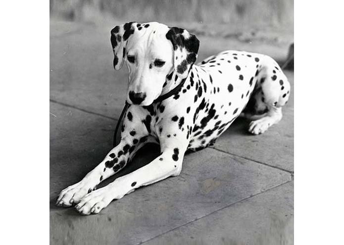 Website about dogs! – screenshot 1