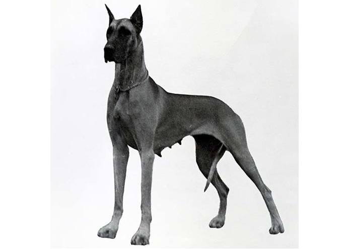 Website about dogs! – screenshot 2