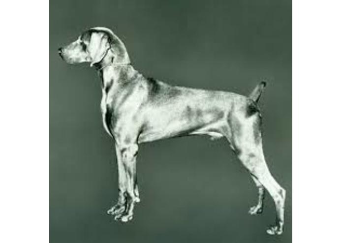 Website about dogs! – screenshot 3