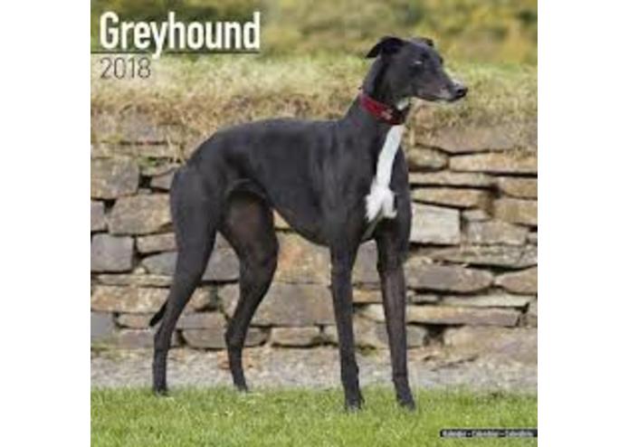 Website about dogs! – screenshot 4