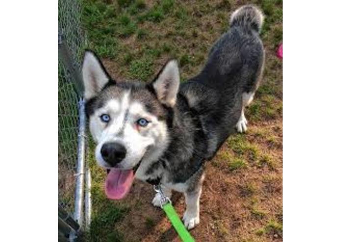 Website about dogs! – screenshot 5