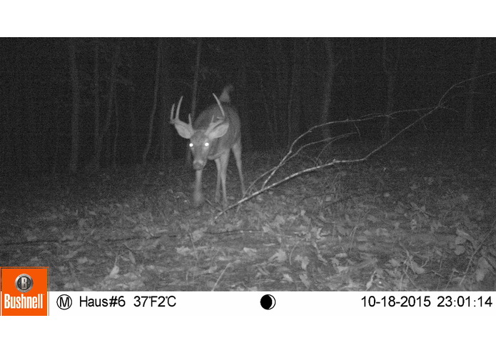 Trail Camera Classification – screenshot 1