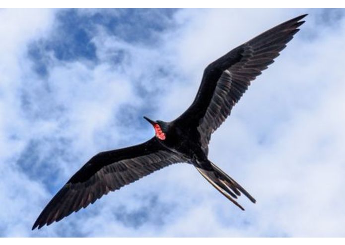 Windmill Bird Rescue (WBR)  – screenshot 1