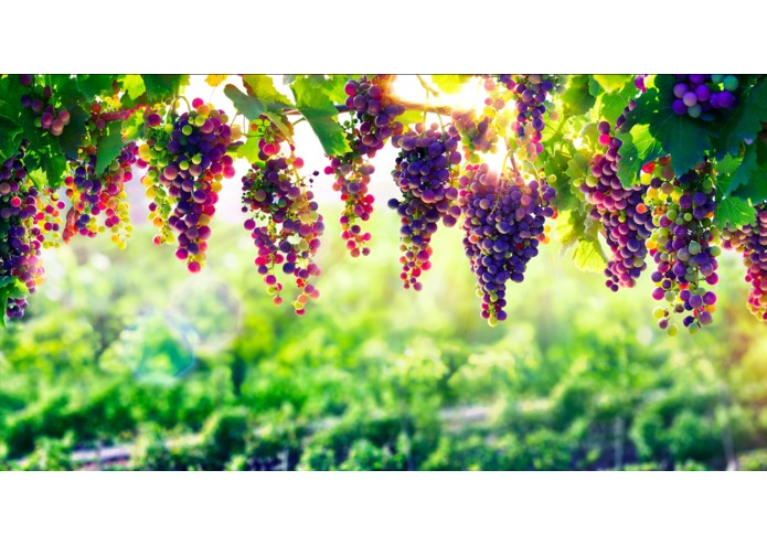 grapes – screenshot 8