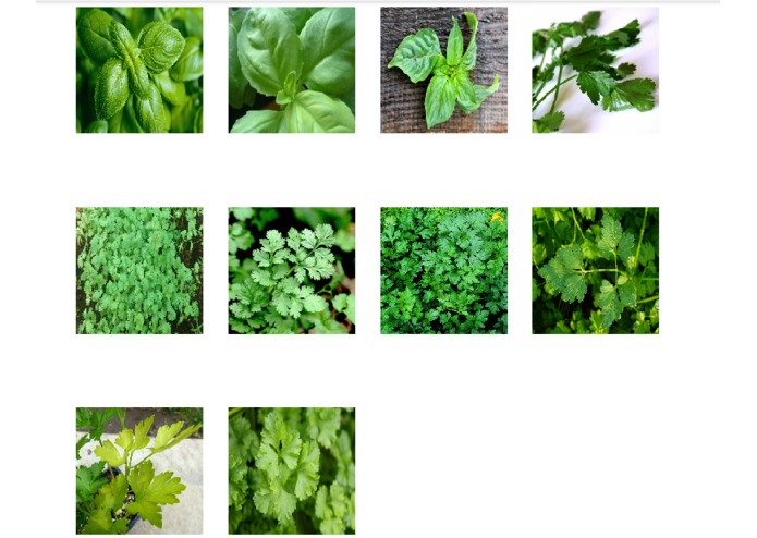 tf_plant_disease_classification – screenshot 6
