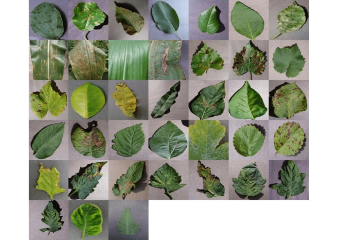 tf_plant_disease_classification – screenshot 7