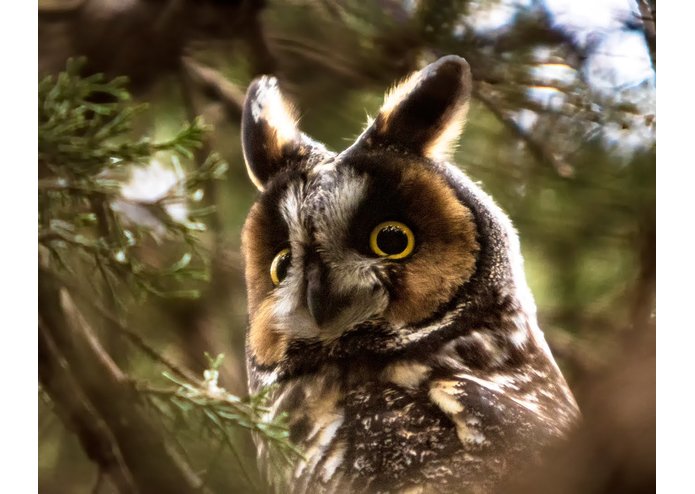 Trendy Builder – screenshot 1