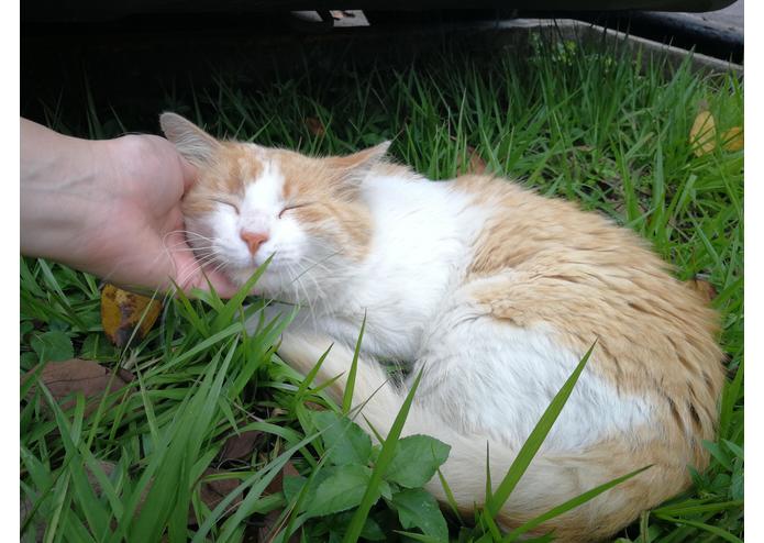 DataCats – screenshot 1