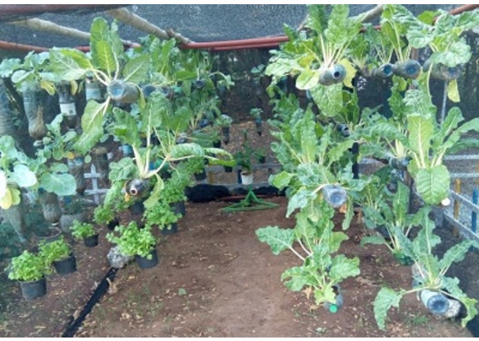 Mkulima Townie – screenshot 4