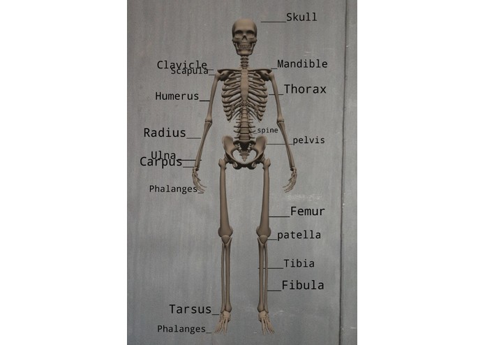3D skeleton – screenshot 1
