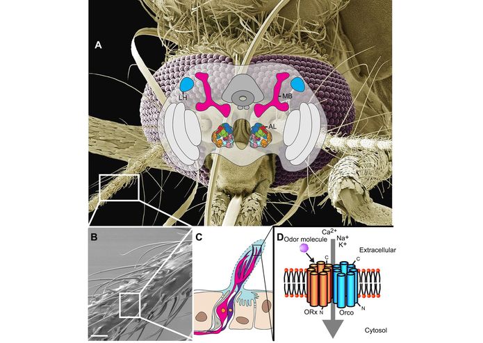 Eucalyptus - our secret weapon in the VC's war on mossies? – screenshot 4