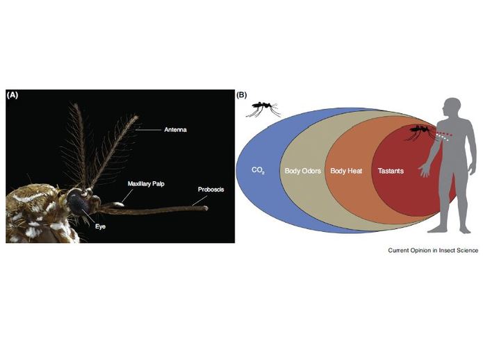 Eucalyptus - our secret weapon in the VC's war on mossies? – screenshot 5