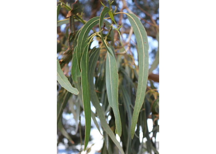 Eucalyptus - our secret weapon in the VC's war on mossies? – screenshot 2