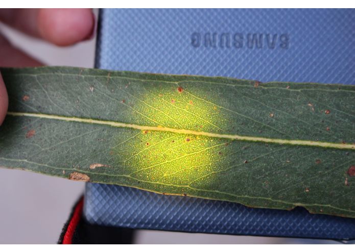 Eucalyptus - our secret weapon in the VC's war on mossies? – screenshot 3