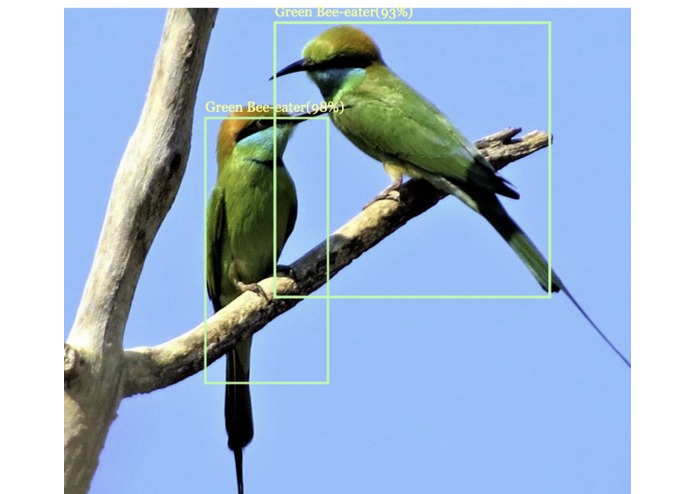 International Birds Classification – screenshot 2