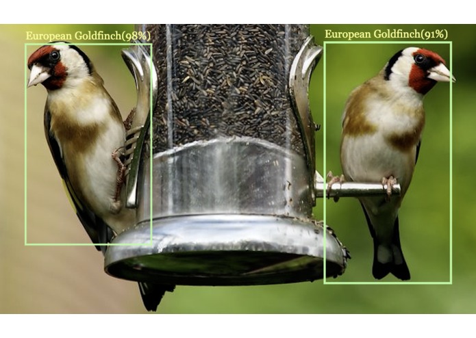 International Birds Classification – screenshot 3