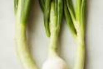 Spring Onion