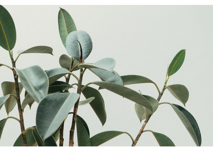 Connected houseplant watering system – screenshot 1