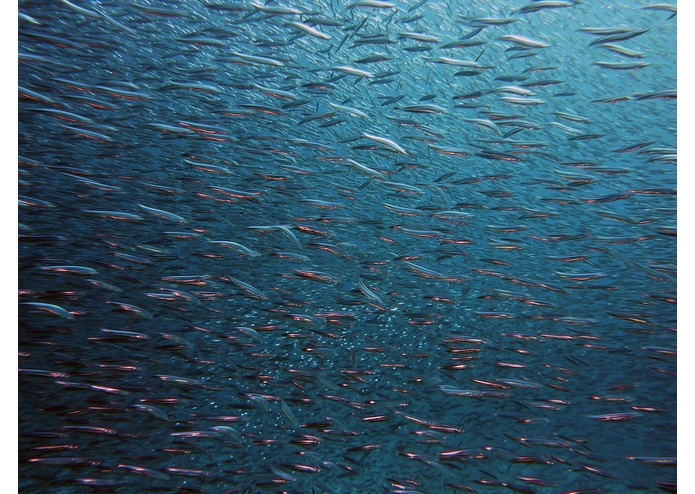 Lonely Fish Saver – screenshot 1