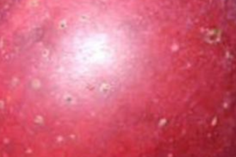 Fresher : finding fresh fruits.