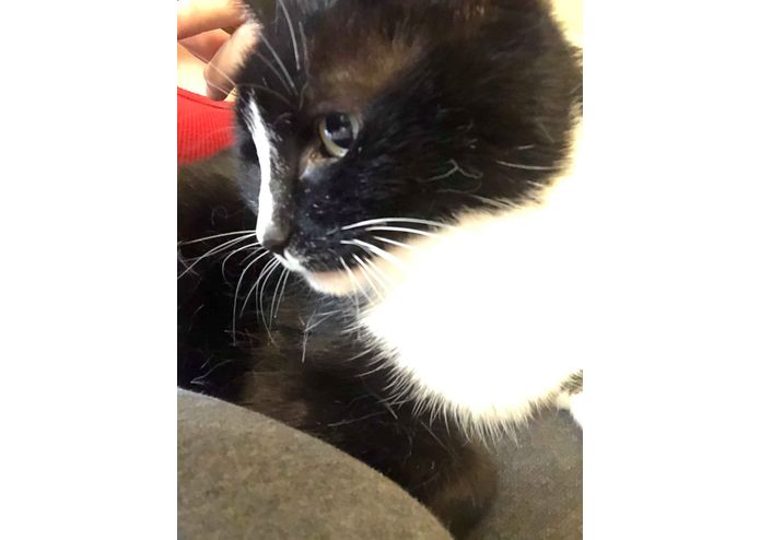 Fun Cat Quiz! – screenshot 1