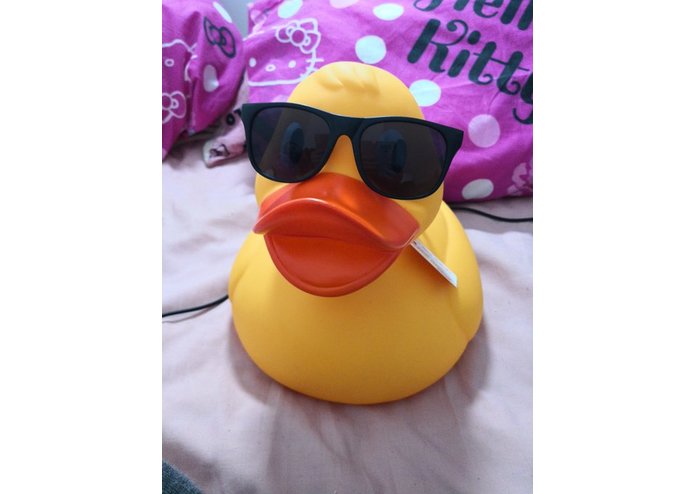 Unwanted Bird Pictures – screenshot 1