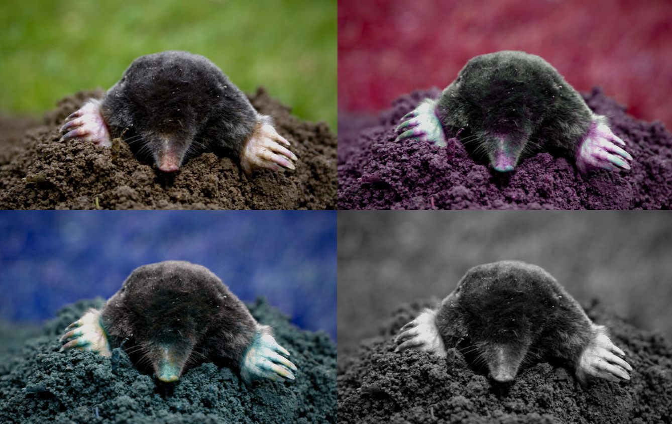 Reduce Colour Vision Deficiency (CVD) for Web Users | Devpost