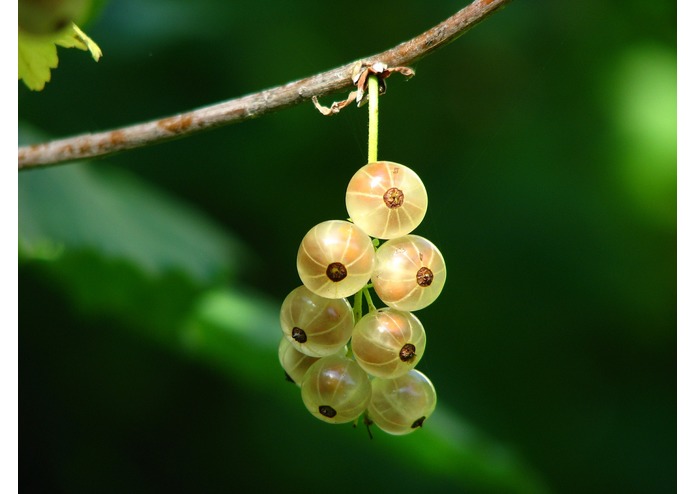 FRUITS2 – screenshot 18