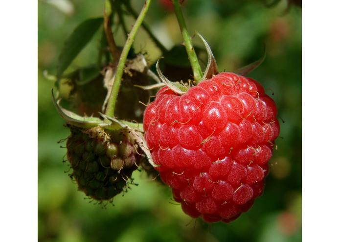 FRUITS2 – screenshot 22