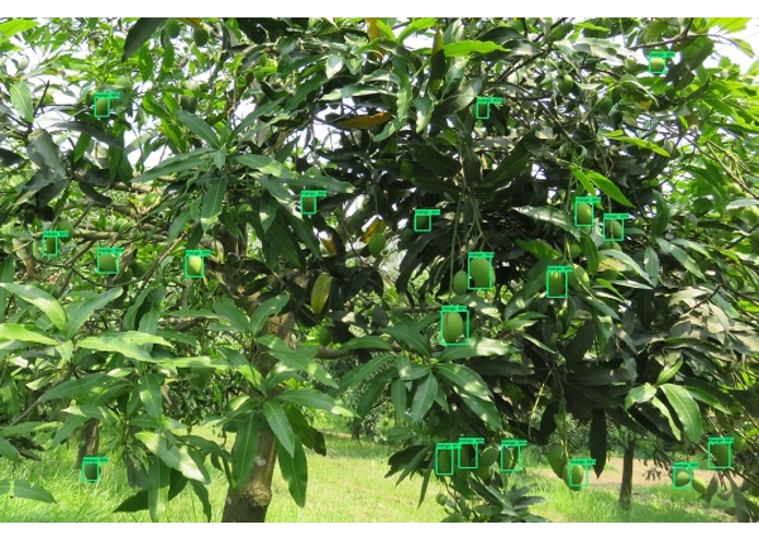 Bari mango – screenshot 1