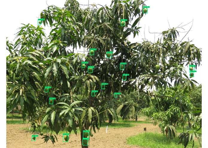 Bari mango – screenshot 2